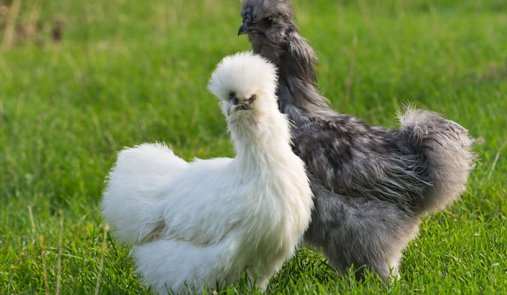pair of silkie chicken, gray rooster and white hen on green grass