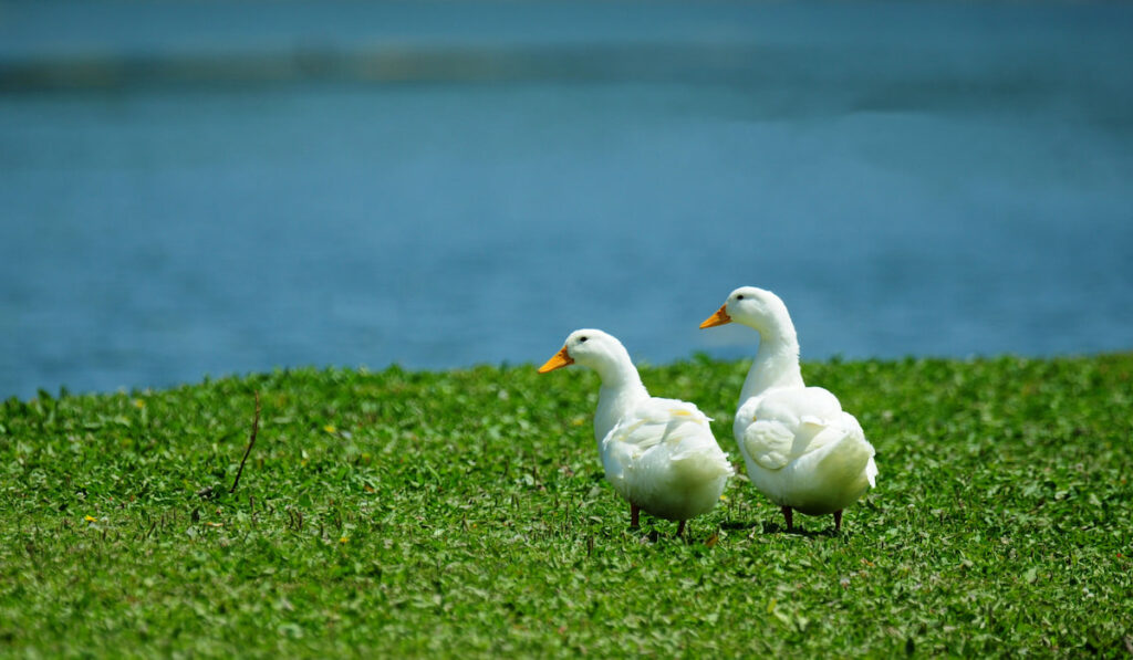 pair of white pekin ducks on green grass on shore of blue lake