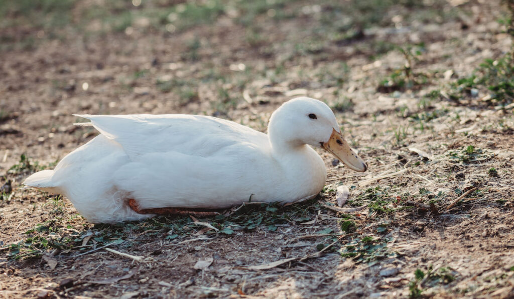 pekin duck laying on the ground