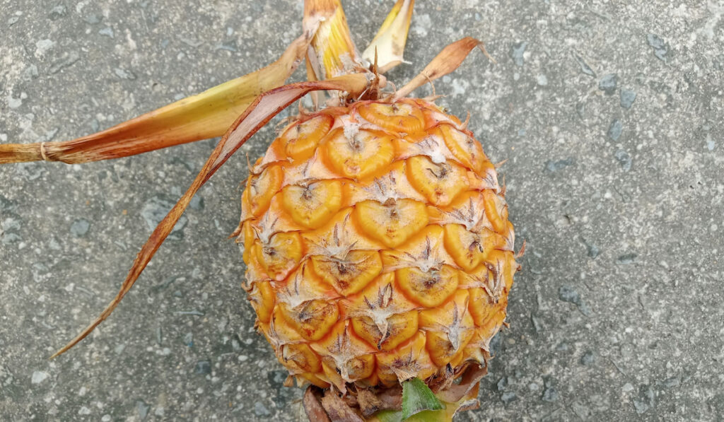 overripe pineapple on the ground
