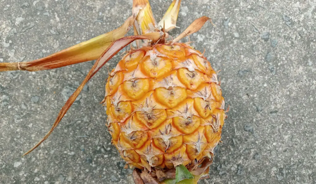 overripe pineapple on the ground