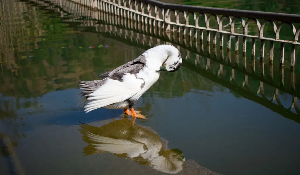 ancona duck standing near water lake