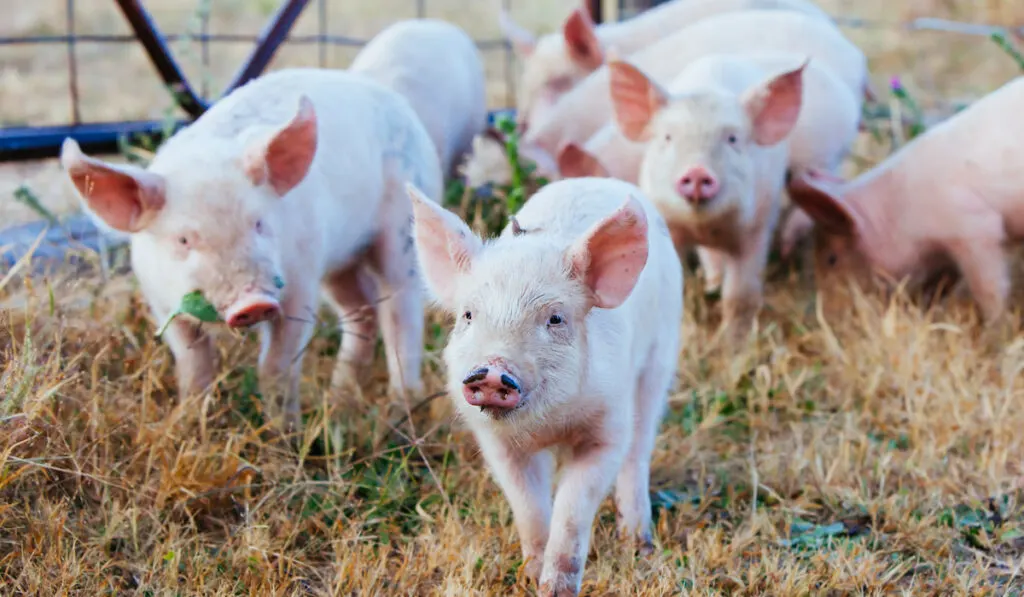 piglets roaming in rural backyard at the farm