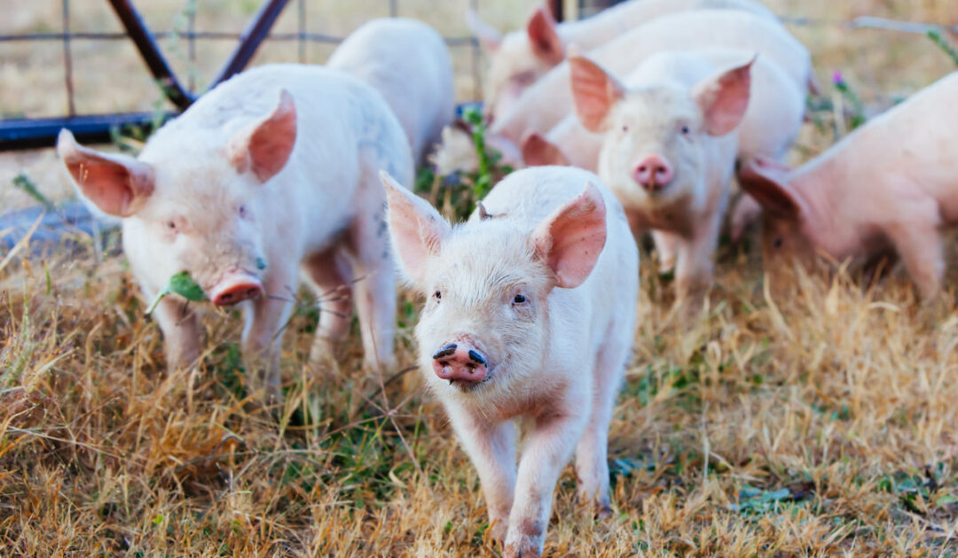 Can Pigs Eat Broccoli? Farmhouse Guide