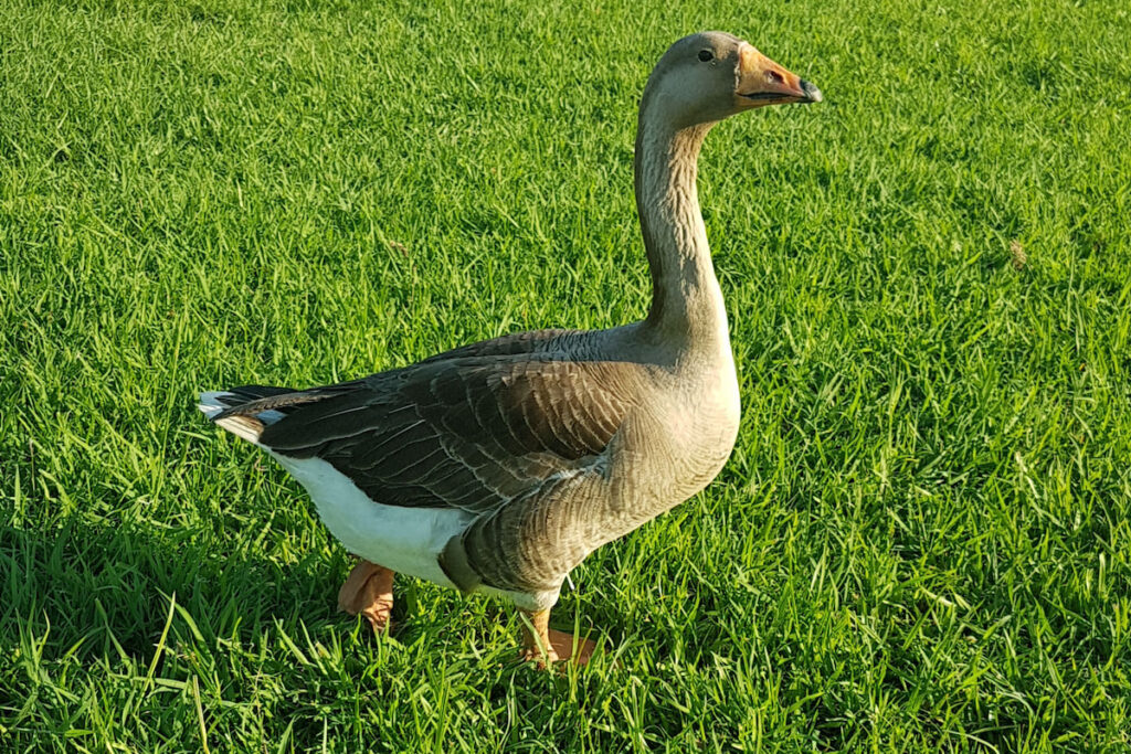 pilgrim goose walking on green grass 