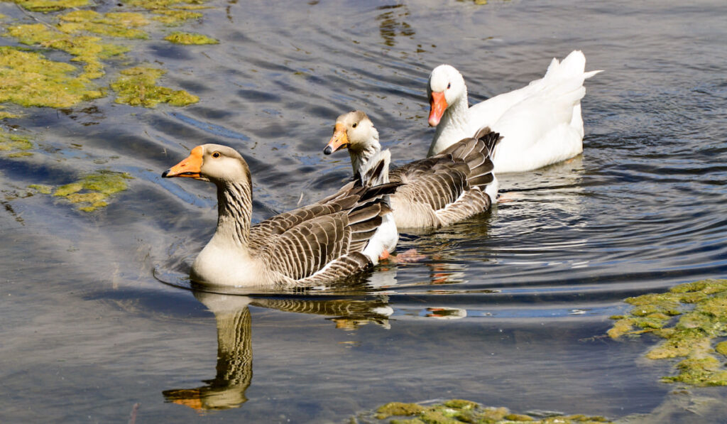 two female and one male pilgrim geese in a row on a pond