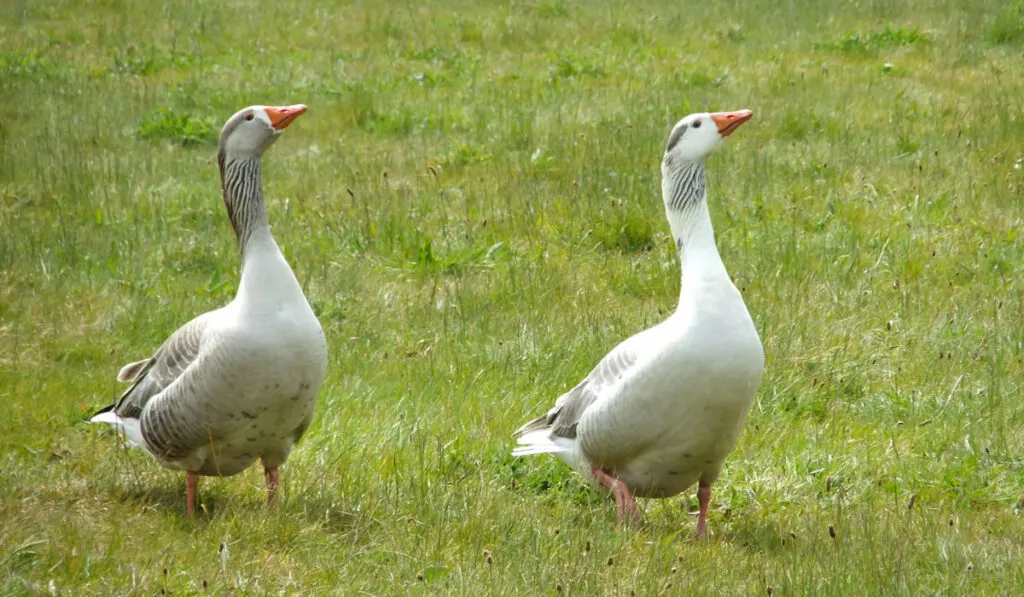 pilgrim geese walking on green grass