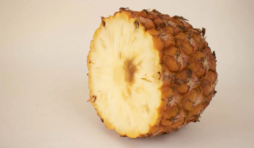 Pineapple with a brown rotten spot on a white background
