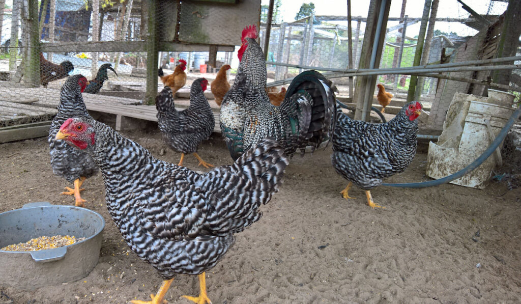 Plymouth Rock chickens in their cage at the farm