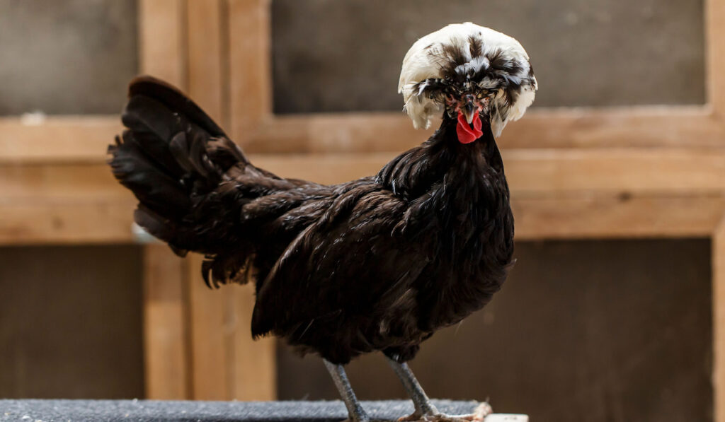 Polish chicken stands gracefully inside the coop