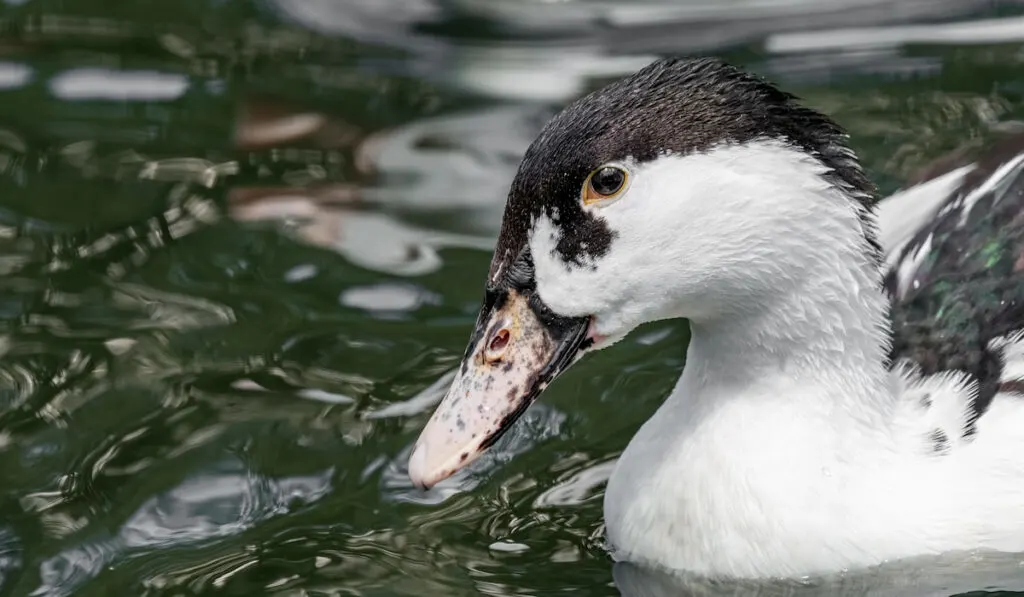 Ancona duck swimming on a pond