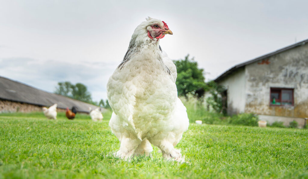 Portrait of Brahma chicken on the farm on green grass