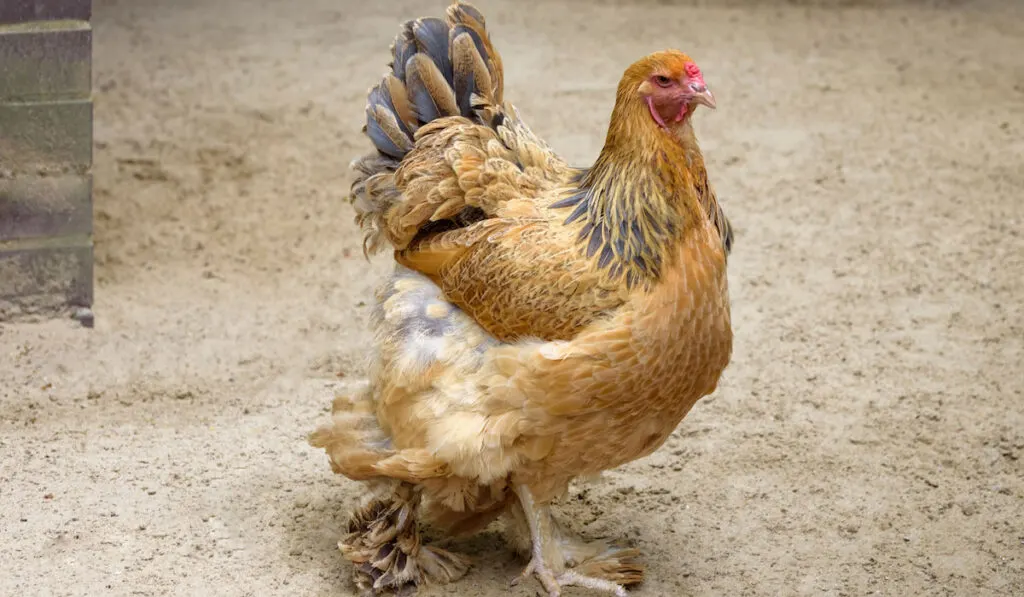 Portrait of Buff Brahma chicken 