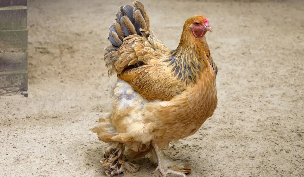 Brahma Chicken Breed Profile - Farmhouse Guide