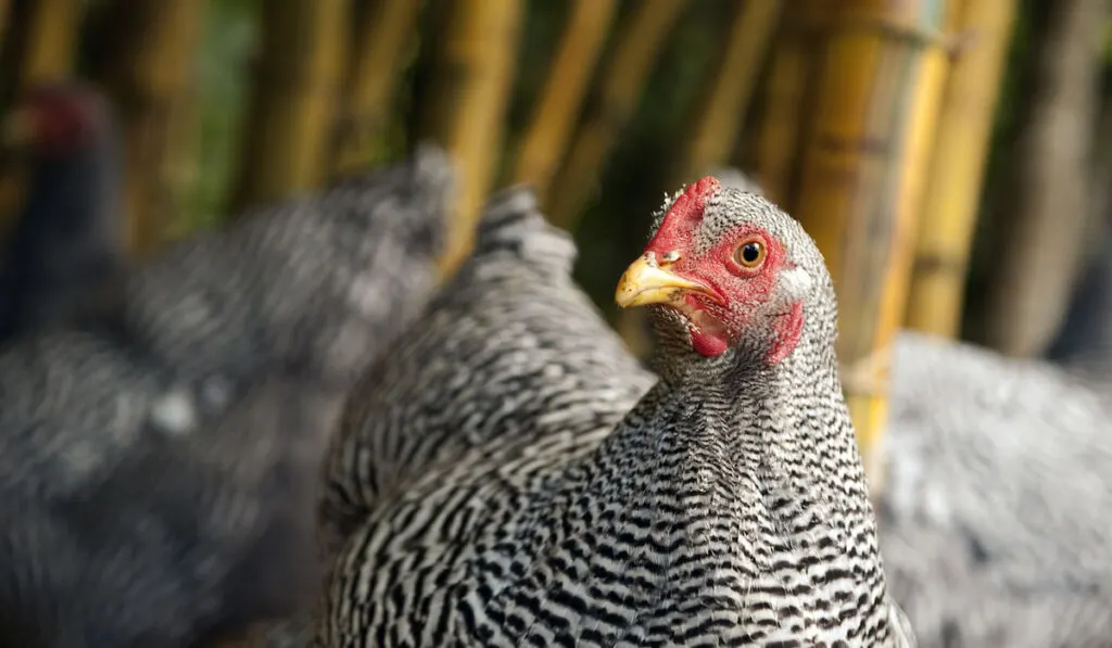 Portrait of Plymouth rock hen and blurry other chickens on the background