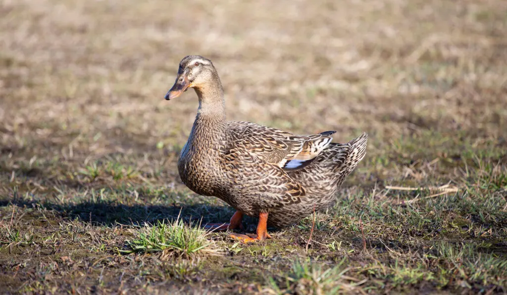 Portrait of a Female Rouen duck 