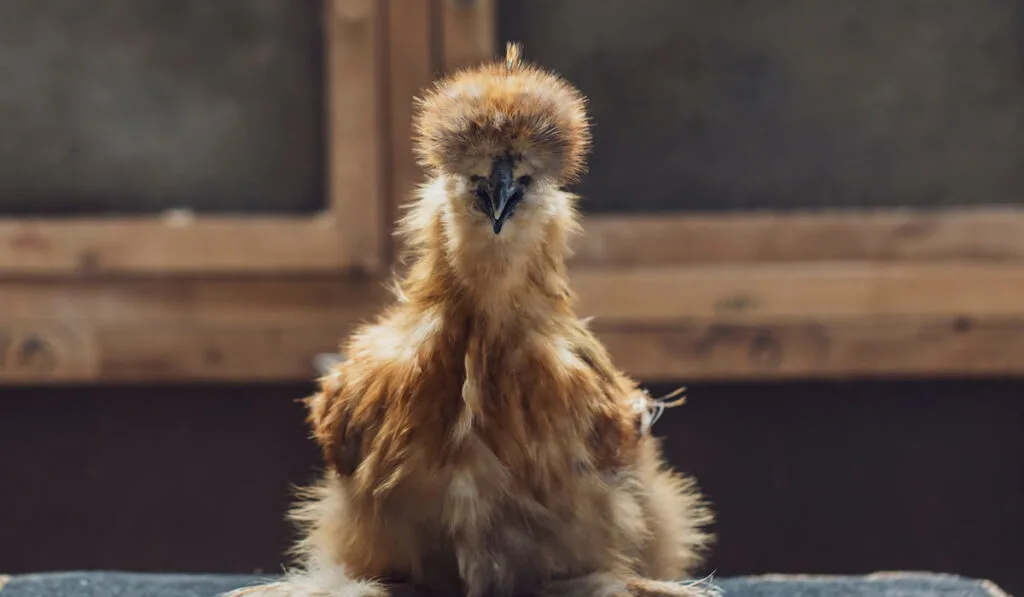 beautiful silkie chicken in a coop