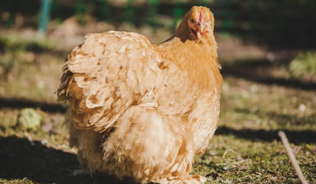 brown cochin hen