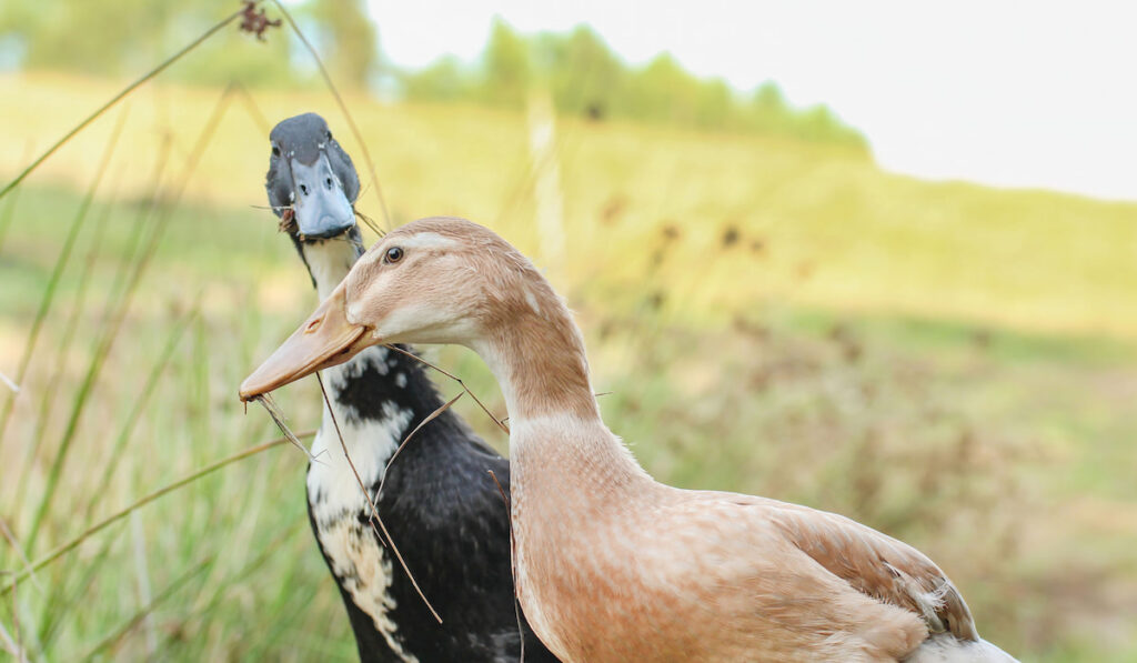 Portrait of a free-range Indian runner ducks