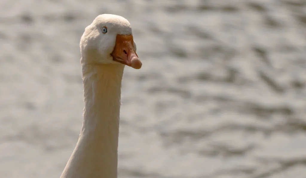 emden goose on a sunny day