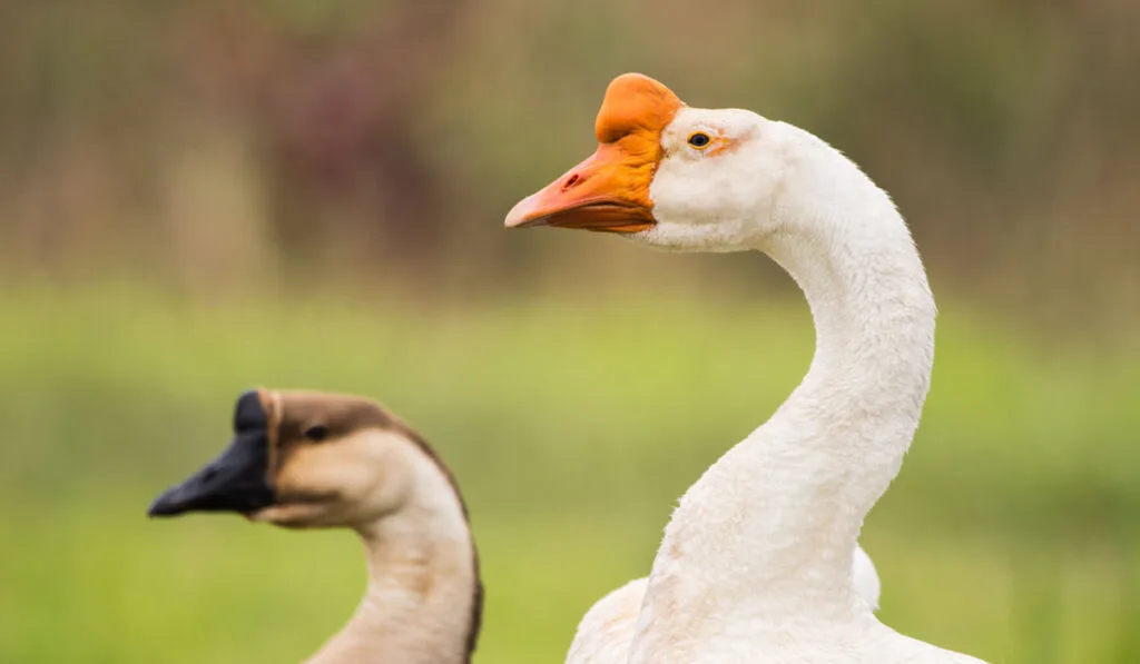 two chinese geese one white and one brown