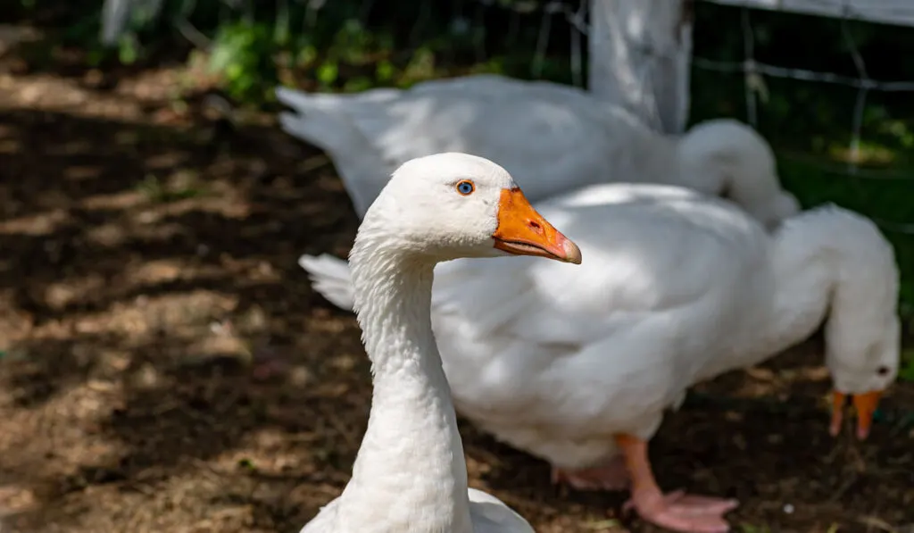 white emden geese on the farm