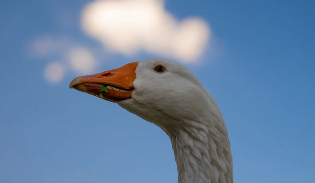 male pilgrim goose with grass on its mouth