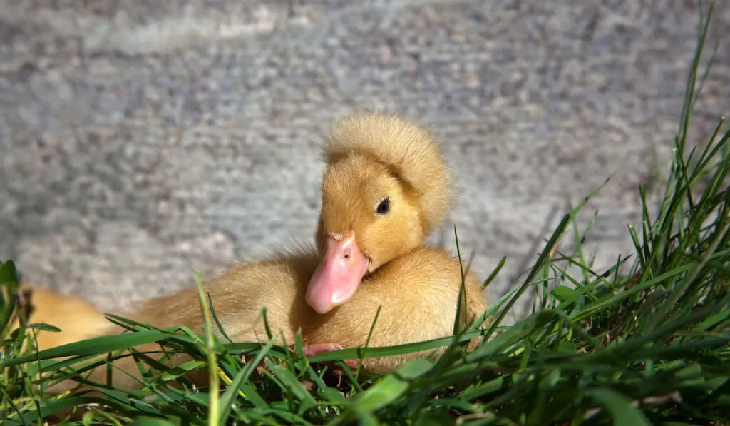young crested duckling on grass