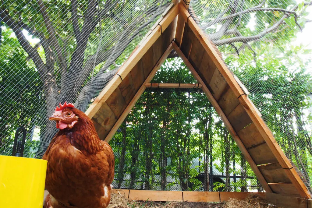 Red Rhode Island chicken in a triangle shape coop under the tree