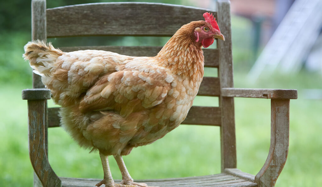 Red brown sussex chicken standing on chair in the garden