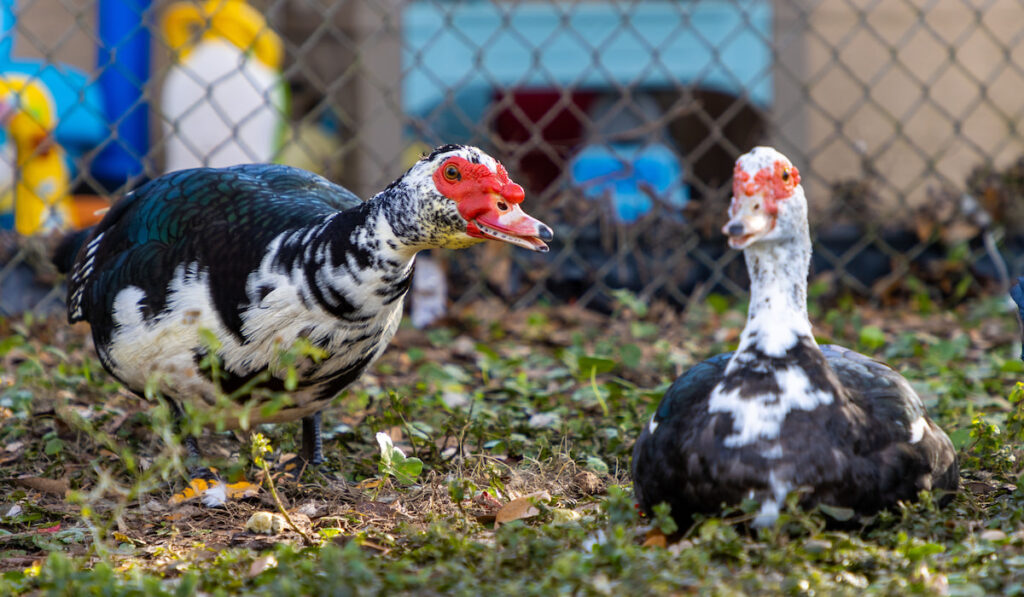 red face Muscovy ducks on a rural farm