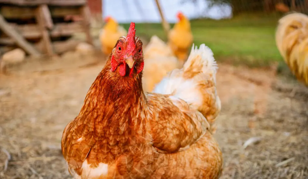 Rhode Island Red in Chicken Coop 