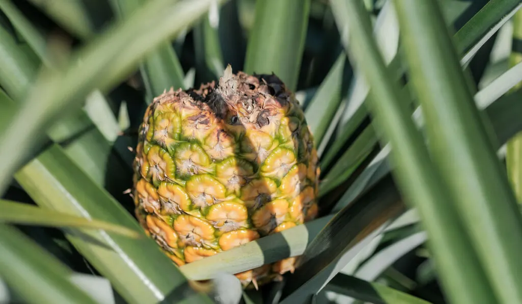 Ripe farm pineapple fruit on pineapple plant 