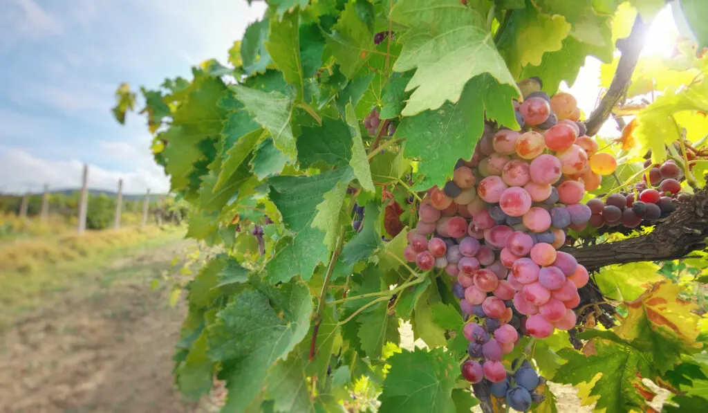 Row of red vine grapes on grape farm