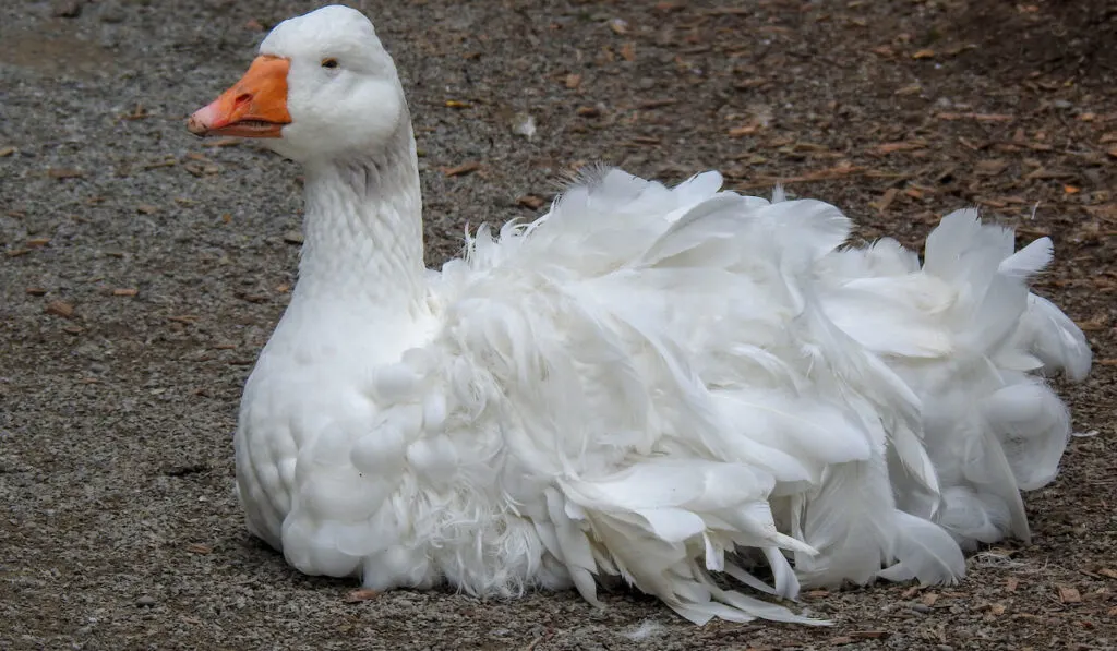 sebastopol goose at the wildlife park