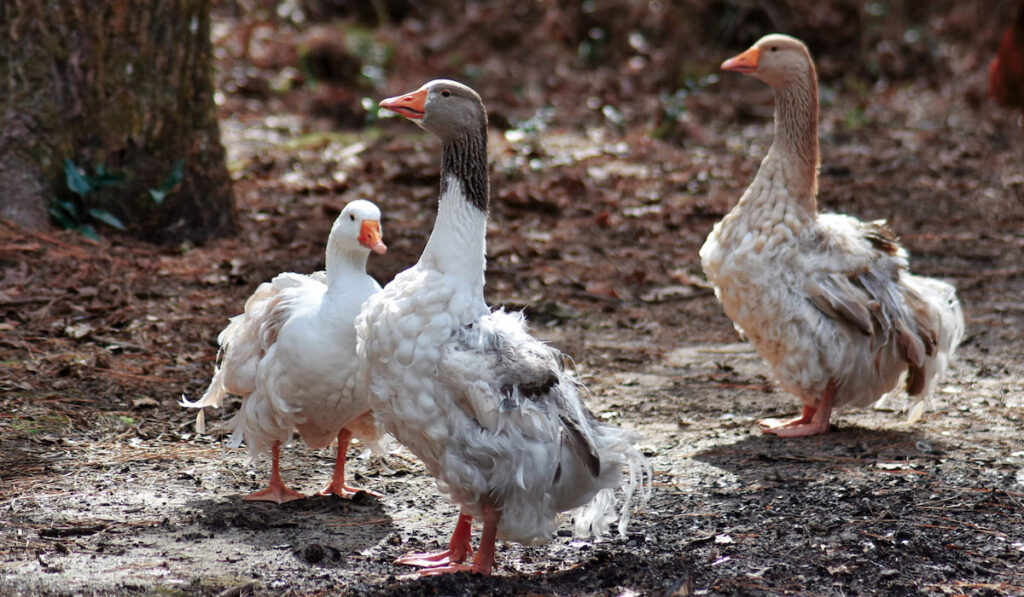 sebastopol geese walking around the farm