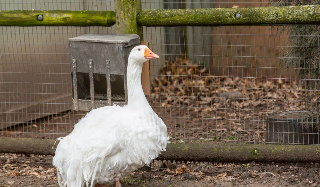 sebastopol goose near the cage