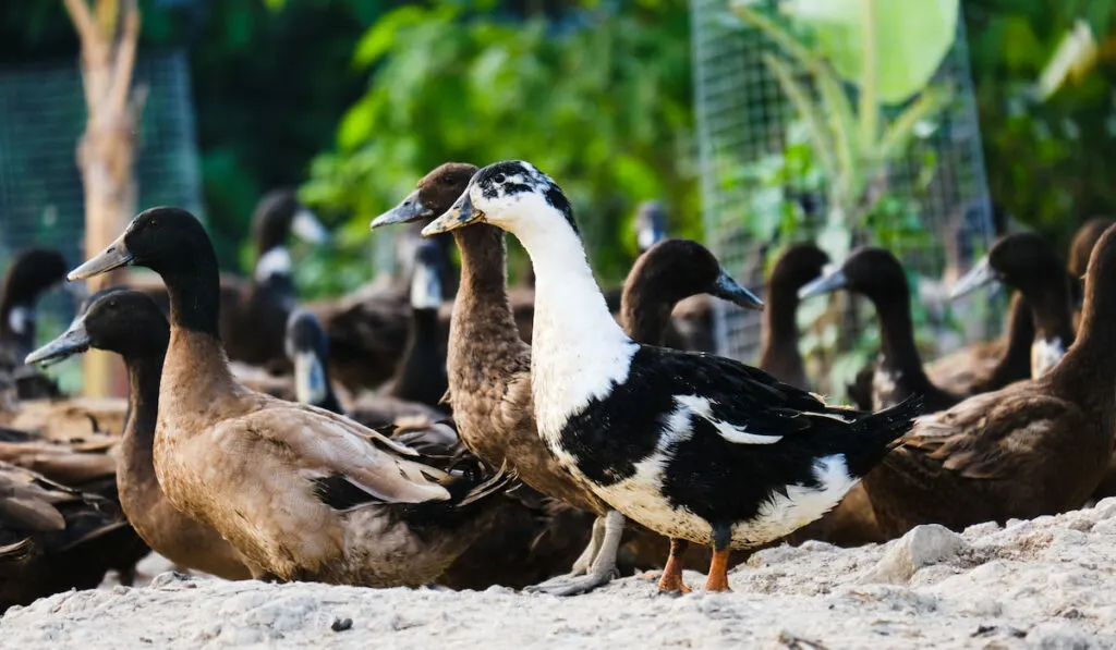 selective focus of Ancona duck among Khaki Campbell duck breed on a farm