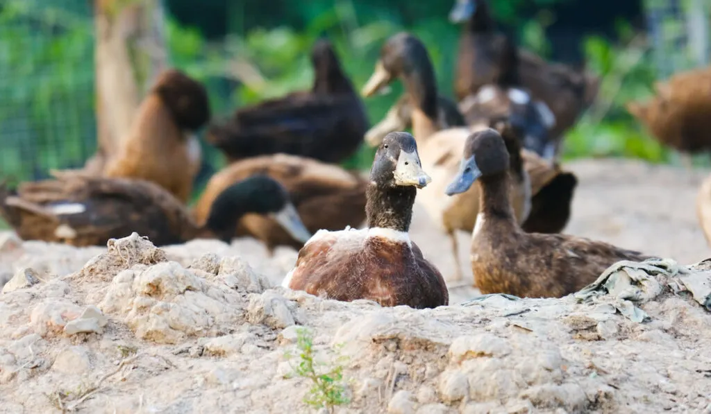 khaki campbell ducks in the sand 