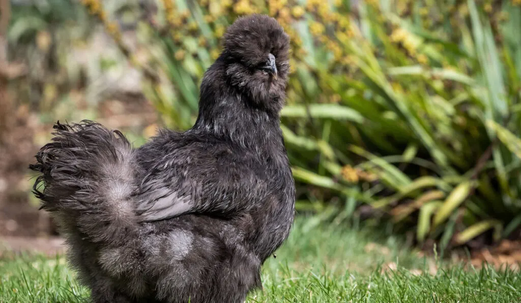 silkie hen free ranging on grass