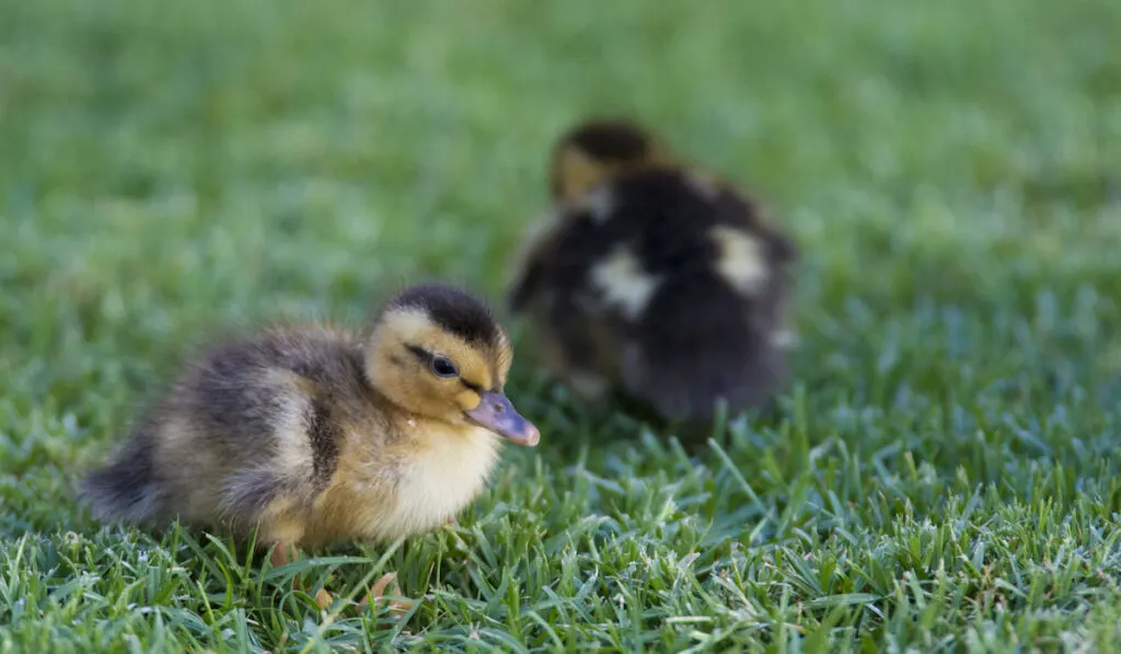 Silver Appleyard Ducklings