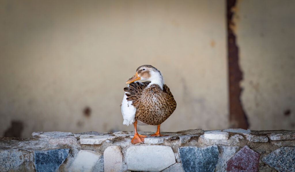 Silver Appleyard domestic duck standing on a wall