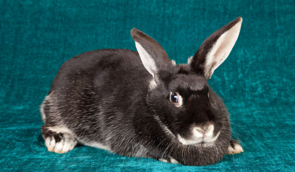 Silver fox rabbit on teal green background