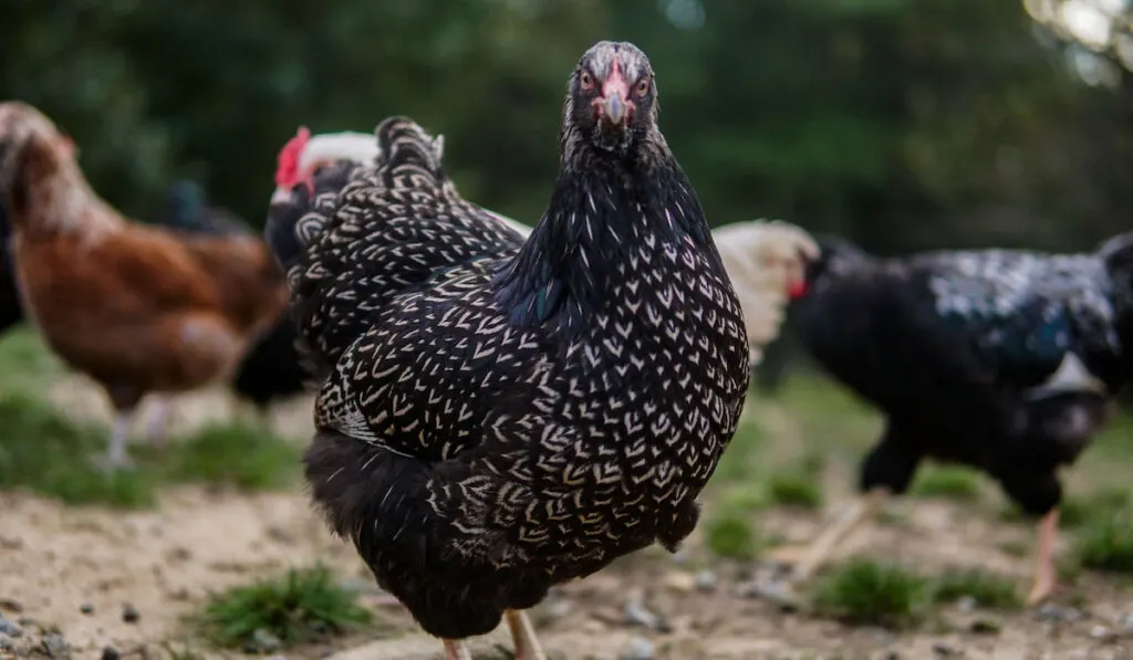 silver laced barnevelder along with other chiken on the farm