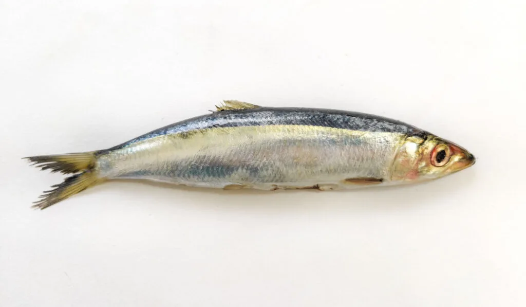 slender rainbow sardine on white background