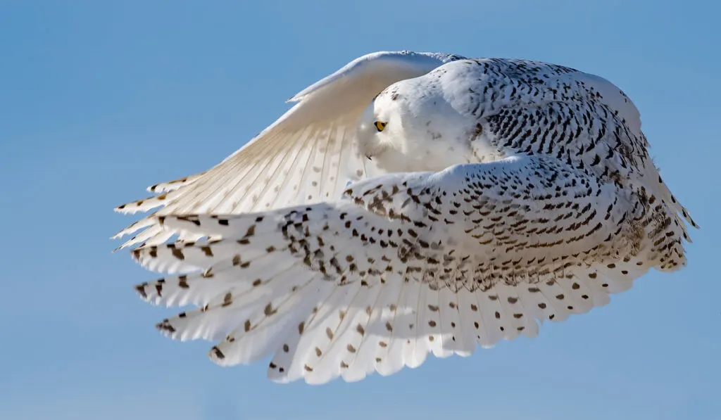 Snowy owl flying