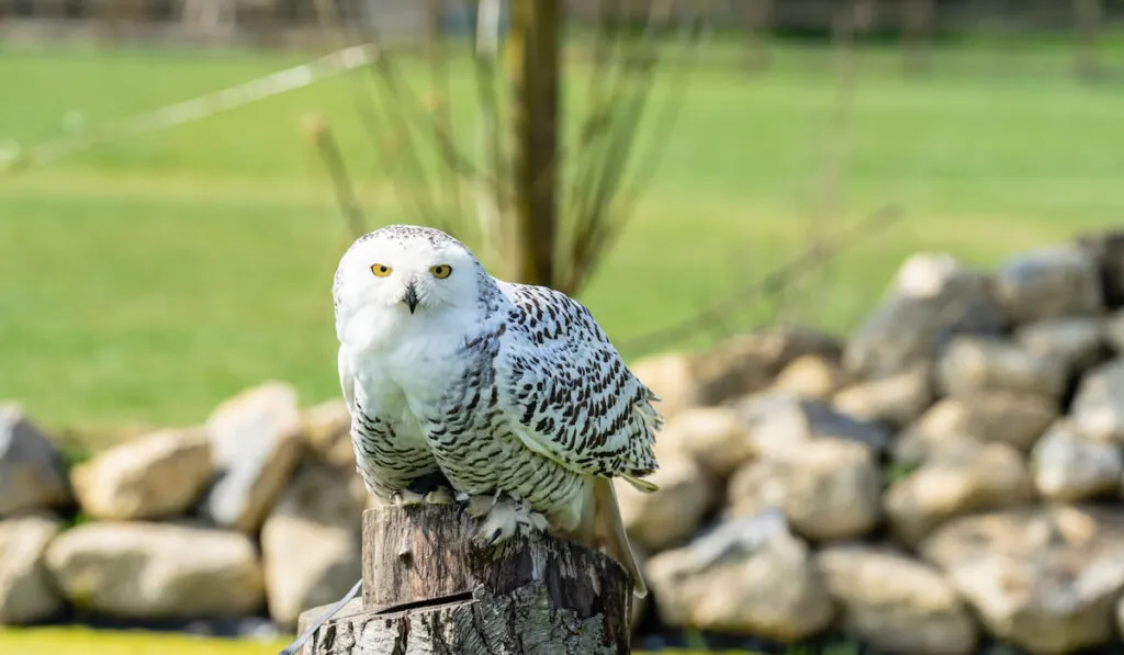 Snowy owl on a tree branch