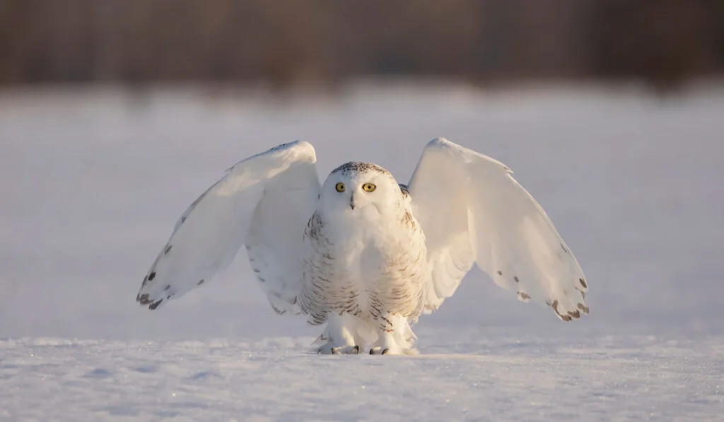 Snowy owl taking off in flight hunting over a snow covered field in Ottawa