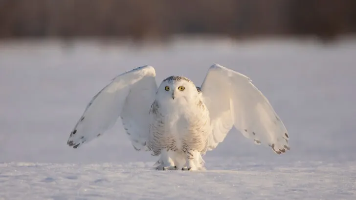 Snowy owl taking off in flight hunting over a snow covered field