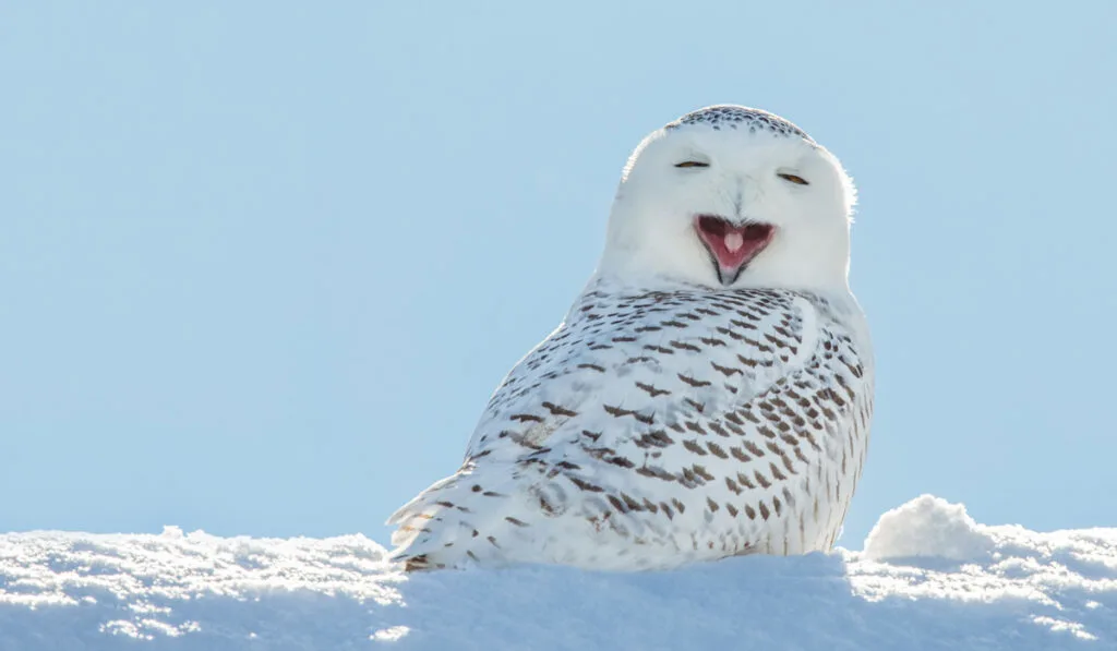 cute snowy owl yawning in a snow 